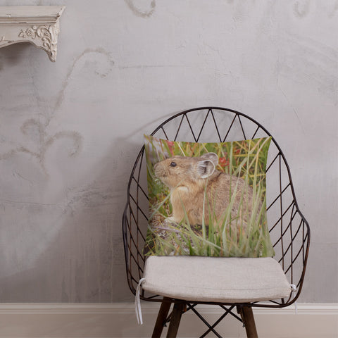 Pika Preparing For Winter In Mount Evans Tundra