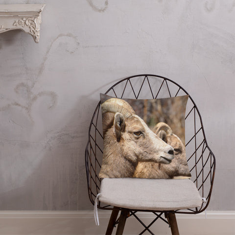 Rocky Mountain Bighorn