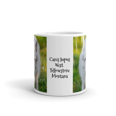 Canis lupus