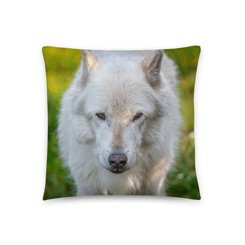 Gray Wolf