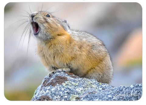 American Pika @ Mount Evans