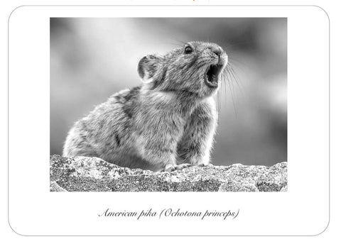 American Pika @ Mount Evans