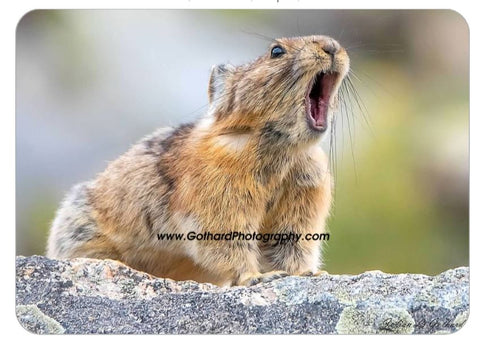 American Pika @ Mount Evans