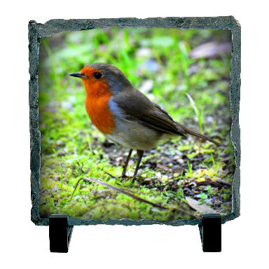 Little Robin Redbreast