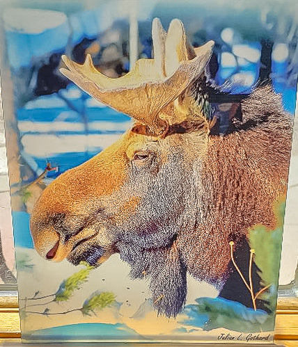 Profile of Adam the Bull Moose