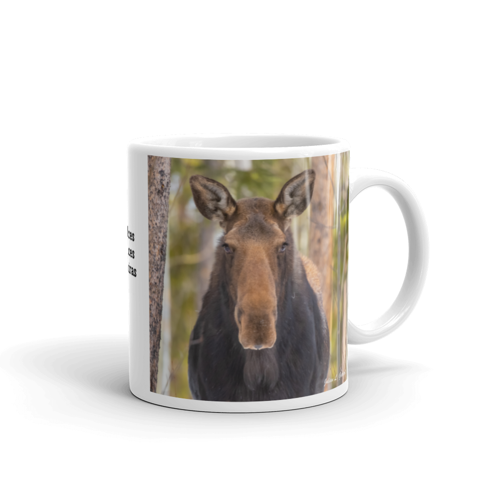 Moose in the Woods