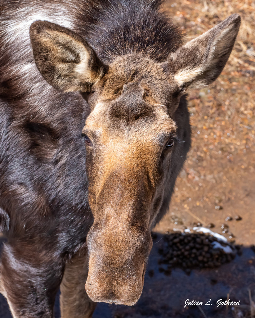 Young Female Moose