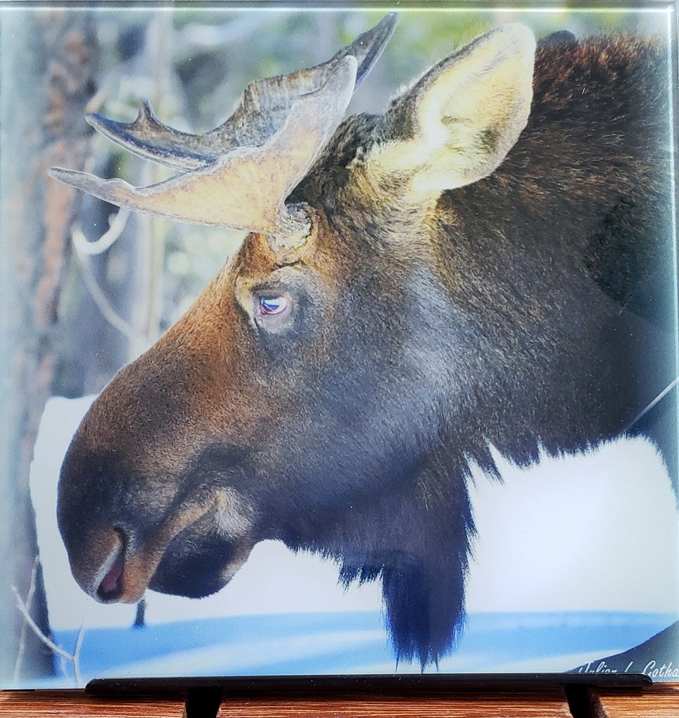 A Moose in Winter
