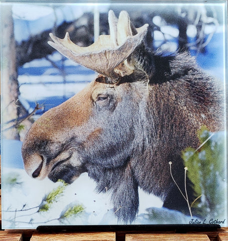 Snoozing Bull Moose