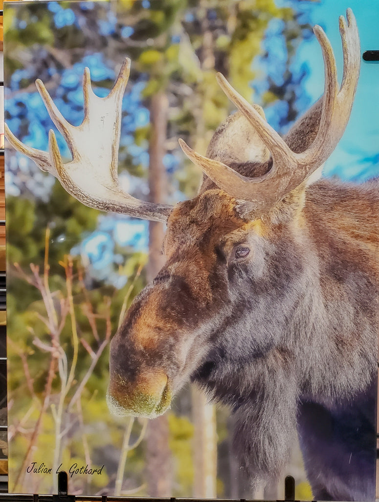 Jefferson a male Bull Moose