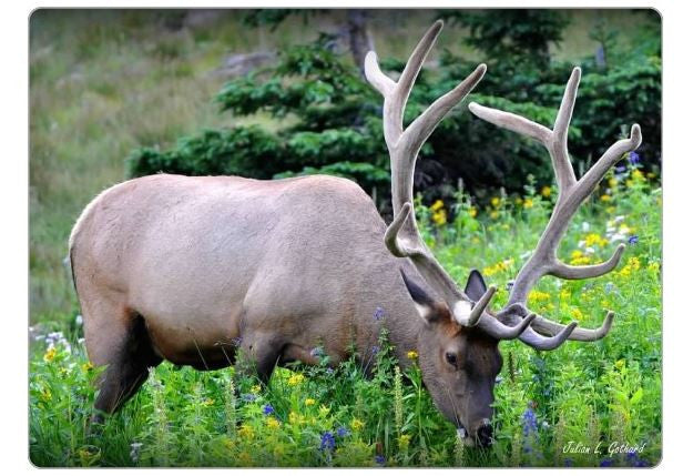 Bull Elk in Wildflowers Fridge Magnet