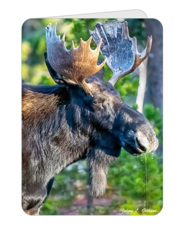 Bull Moose in the Fall