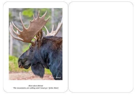 Bull Moose in the Fall