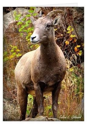 Bighorn Sheep