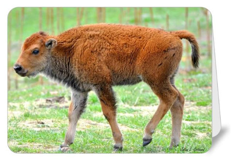 Juvenile Buffalo Calf