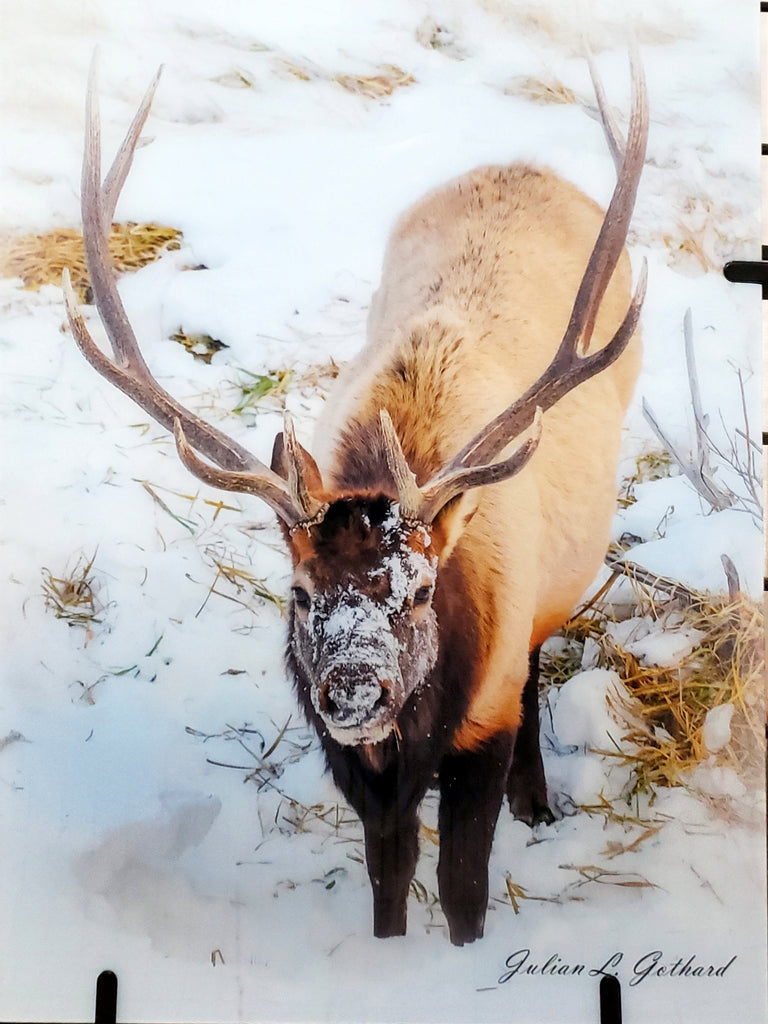 Rocky Mountain Elk in Winter