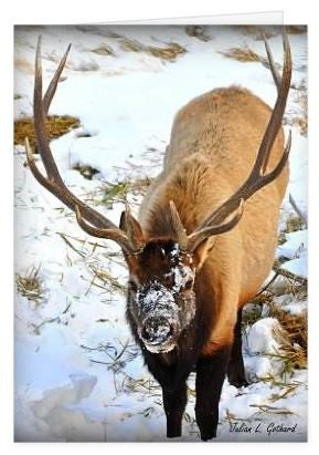 Bull Elk Foraging in RMNP Greetings Card
