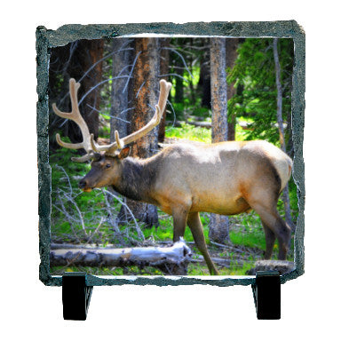 Bull Elk at Rocky Mountain National Park