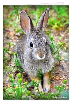 Rocky Mountain Cottontail Greetings Card