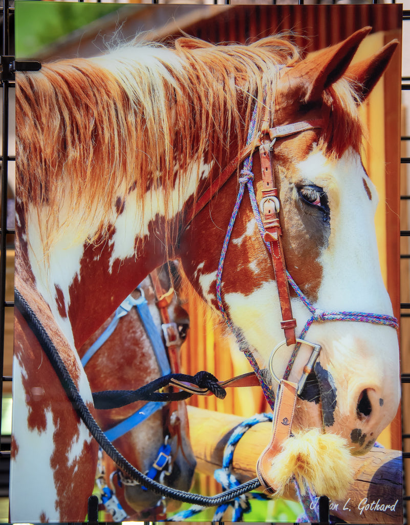 Belgian Painted Horse