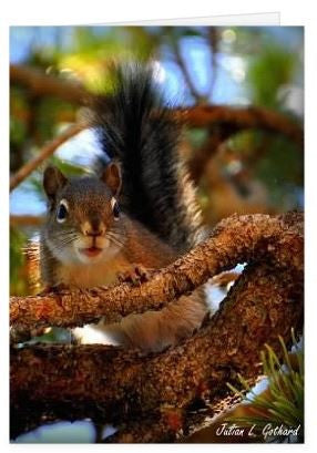 Douglas Squirrel in Lodgepole Pine Greetings Card