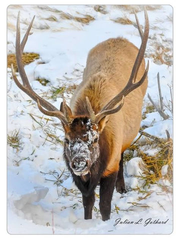 Bull Elk in Snow
