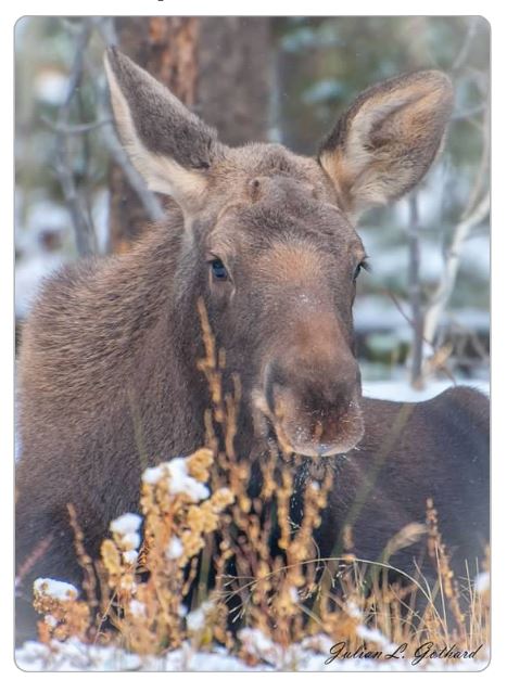 Moose Calf in Snow