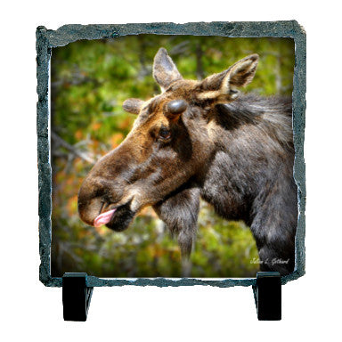 Juvenile Bull Moose