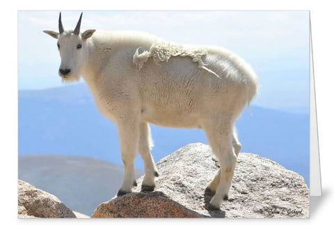Rocky Mountain Goat Greetings Card