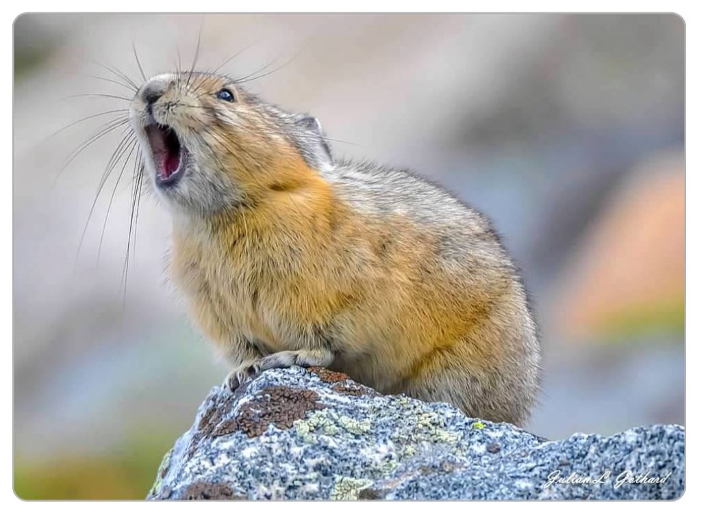 Roaring Pika at Mount Evans – Gothard Photography