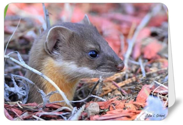 Foes weasel フレーム 難あり Yahoo!オークション - FOES weasel フルカスタム ダウンヒル マウンテ