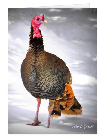 Wild Turkey @ RMNP