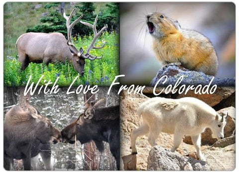 With Love From Colorado Fridge Magnet