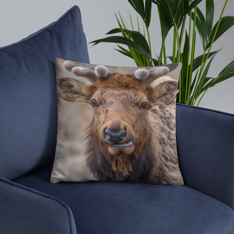 Rocky Mountain Bull Elk in the Velvet
