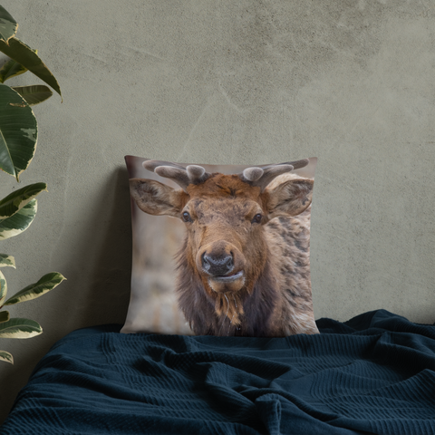 Rocky Mountain Bull Elk in the Velvet