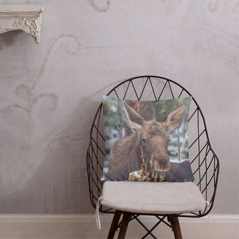 Moose Calf in Winter