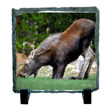 Kneeling Moose Calf