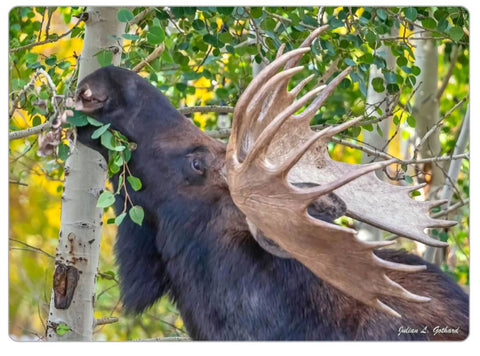 Bull Moose eating aspen branches