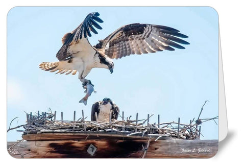 An Osprey Courting