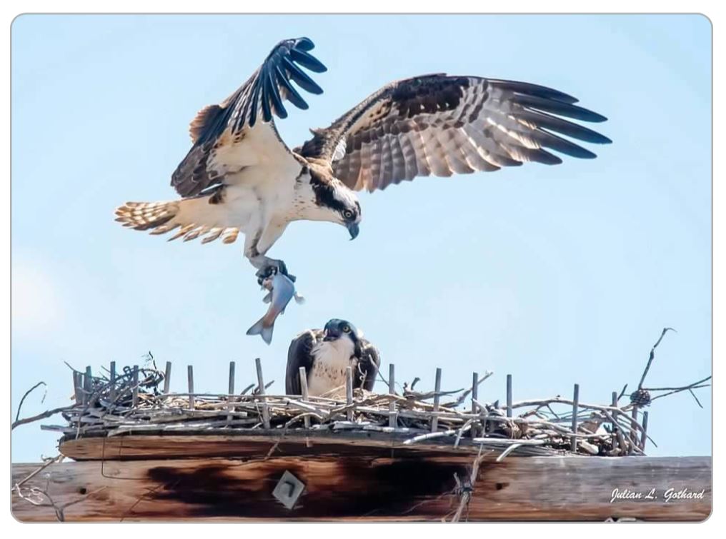 Osprey Courting at Granby Lake