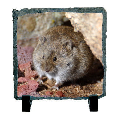 Long-tailed Vole