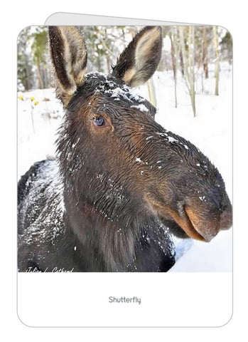 Willow the Moose in the Snow