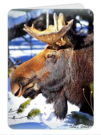 Bull Elk Double-Sided Gretings Card